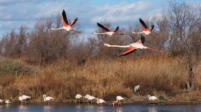 La Camargue